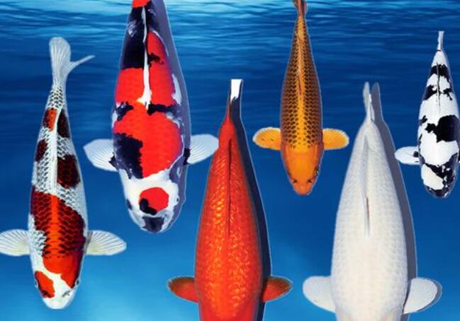 風(fēng)水師老徐分享招財(cái)風(fēng)水魚品種和寓意