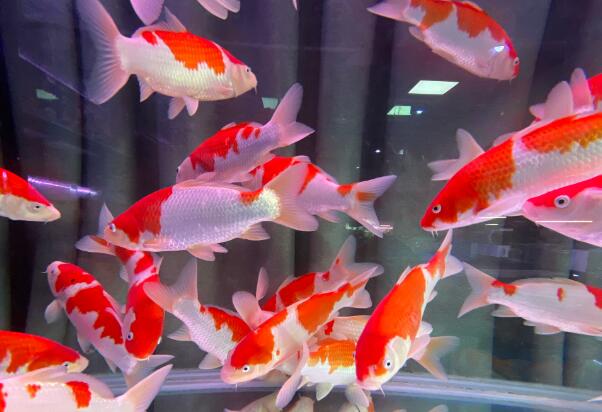 風(fēng)水先生簡(jiǎn)述家中養(yǎng)魚(yú)的數(shù)量與品種的選擇