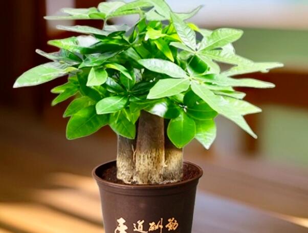 家居綠植風(fēng)水打造旺財(cái)納福的室內(nèi)花園